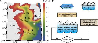 Effect of Anthropogenic Aerosol Addition on Phytoplankton Growth in Coastal Waters: Role of Enhanced Phosphorus Bioavailability